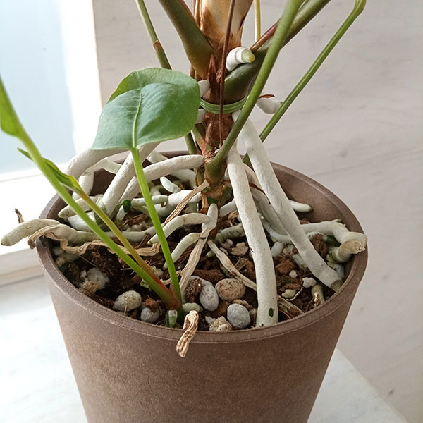 園芸ネット本店｜アンスリウム：グラシレ 4号ポット の通販【公式】