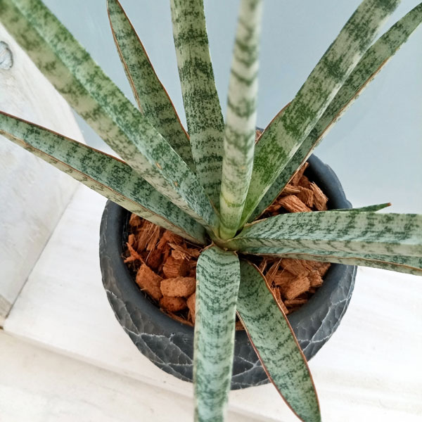 園芸ネット本店｜サンセベリア：ビーエイト（B-8） 4.5号陶器鉢植え の