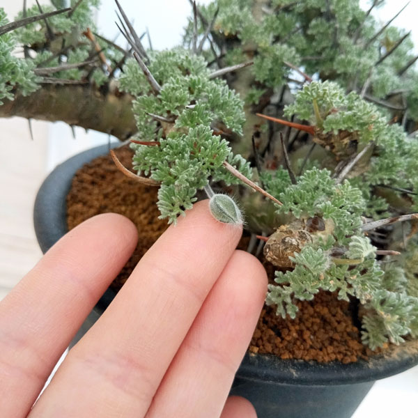 園芸ネット本店｜[ザ・ファームセレクト]モンソニア：ヘレー(竜骨城