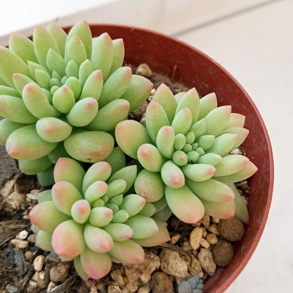 園芸ネット本店｜セダム：ピンクベリー 2.5号ポット* の通販【公式】