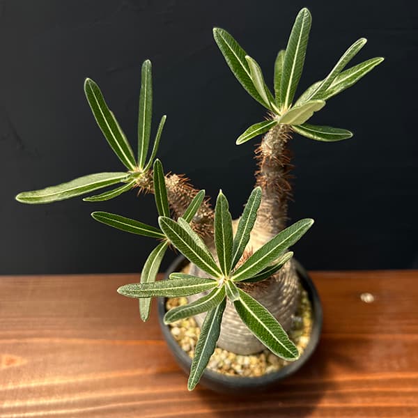 園芸ネット本店｜パキポディウム：グラキリス3.5号23-02 の通販【公式】