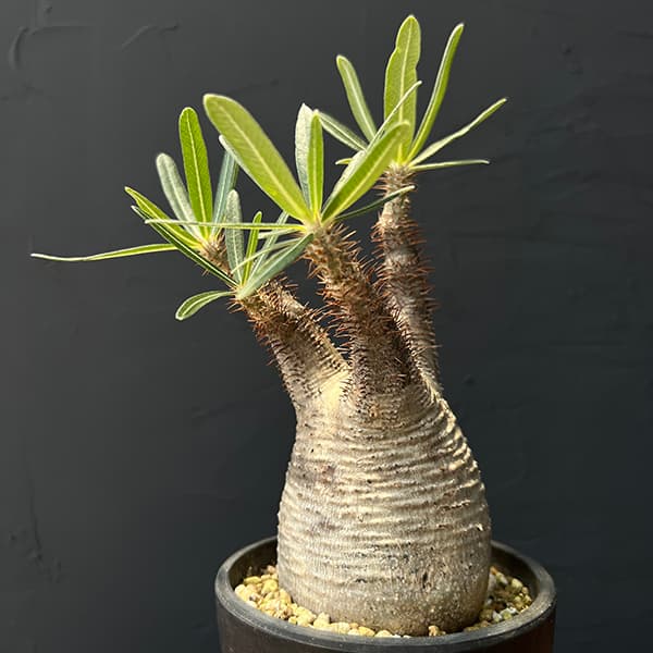 園芸ネット本店｜パキポディウム：グラキリス3.5号23-02 の通販【公式】