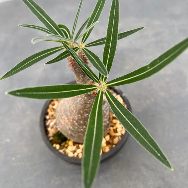 園芸ネット本店｜パキポディウム：グラキリス 3号23-06 の通販【公式】