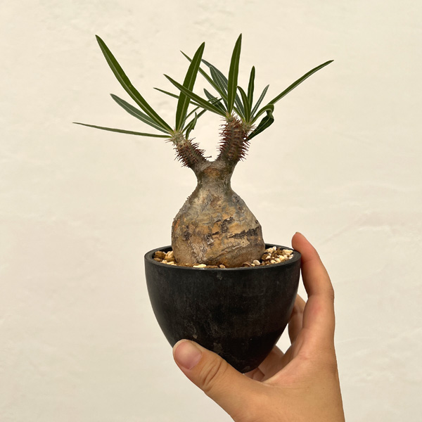 園芸ネット本店｜パキポディウム：グラキリス 3号23-06 の通販【公式】