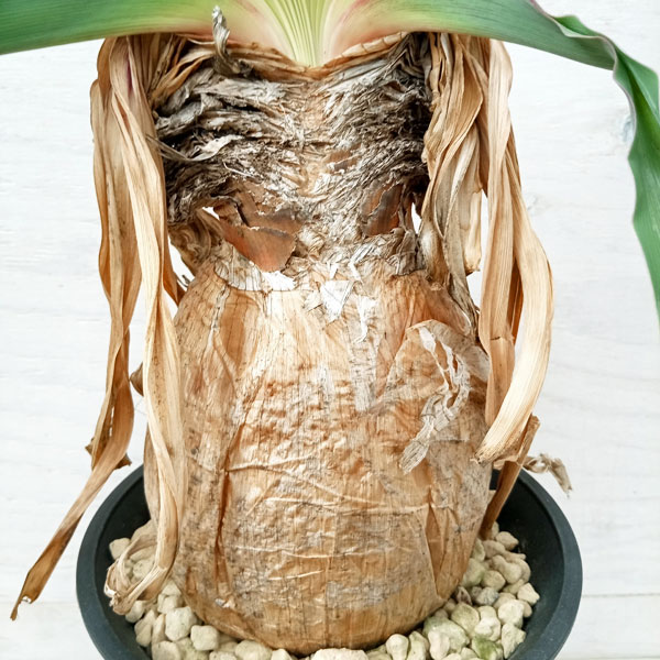 園芸ネット本店｜ブーファン：ディスティチャ 6号23-01 の通販【公式】