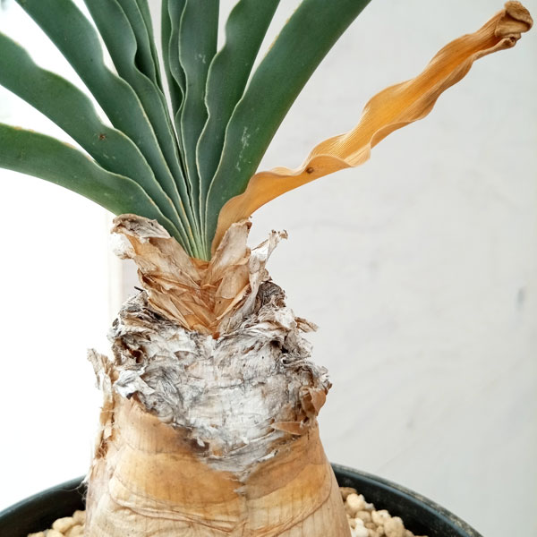 園芸ネット本店｜[ザ・ファームセレクト]ブーファン：ディスティチャ 4