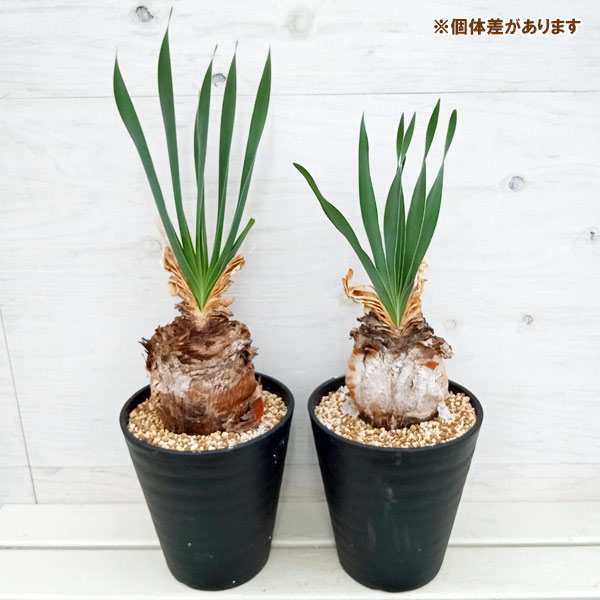 園芸ネット本店｜ブーファン：ディスティチャ 6号鉢植え の通販【公式】