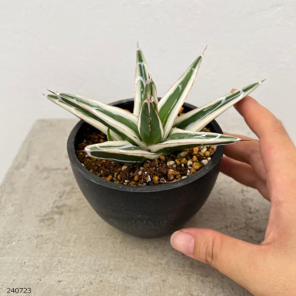 園芸ネット本店｜（わけあり特価）アガベ：氷山（ビクトリアレギナエ