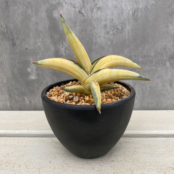 園芸ネット本店｜[ザ・ファームセレクト]サンセベリア：Lav.1970