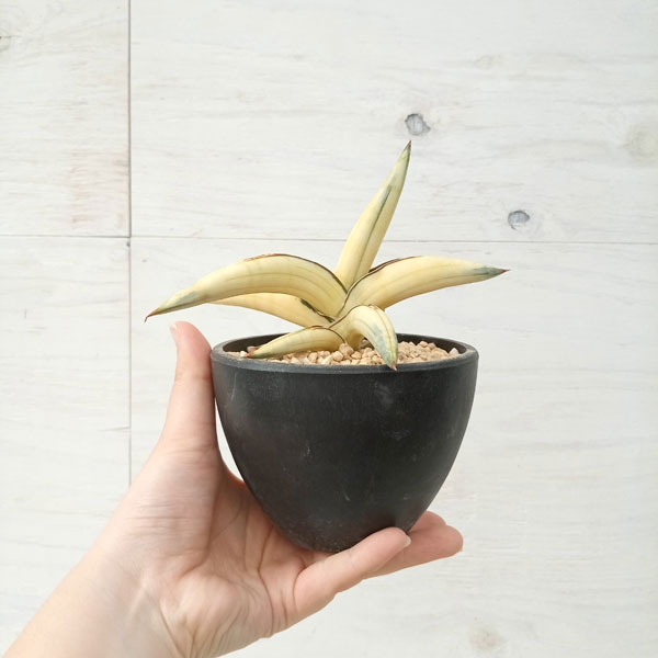 園芸ネット本店｜[ザ・ファームセレクト]サンセベリア：Lav.1970