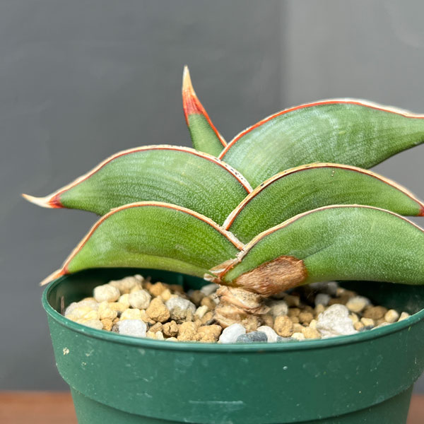 園芸ネット本店｜サンセベリア：ロリダ 2.5号鉢植え の通販【公式】