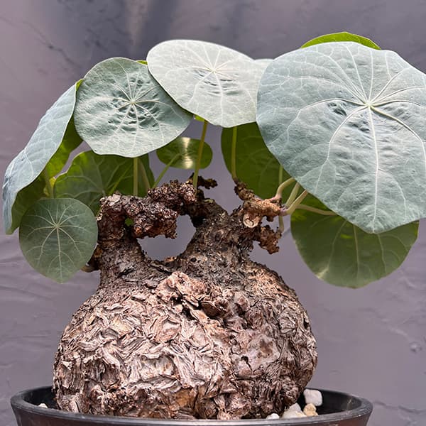 園芸ネット本店｜ステファニア：カウィーサキー（sp.ノバ） 9号鉢植え