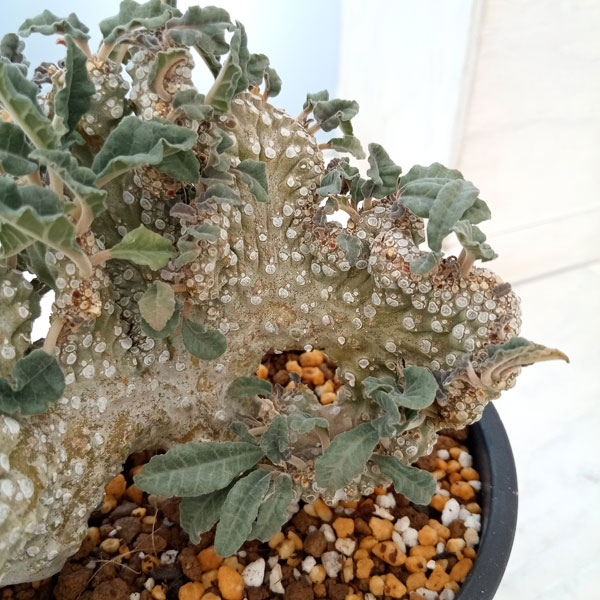 園芸ネット本店｜ドルステニア：ラブラニークリスタータ（綴化） 4号23