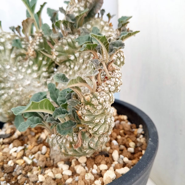 園芸ネット本店｜ドルステニア：ラブラニークリスタータ（綴化） 4号23