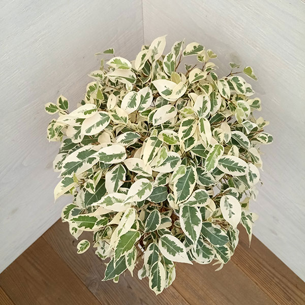 園芸ネット本店｜ベンジャミン：スターライトビューティークィーン 6号