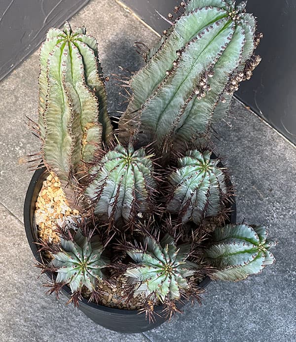 園芸ネット本店｜ユーフォルビア：ホリダ 7号鉢植え 23-03 の通販【公式】