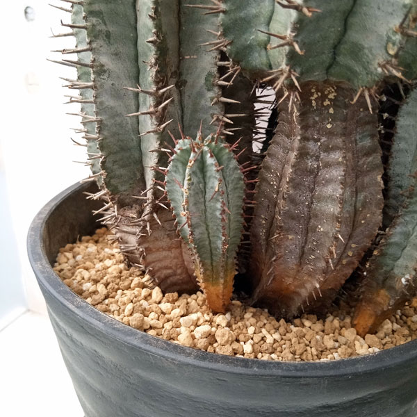 園芸ネット本店｜ユーフォルビア：ホリダ 7号鉢植え 23-02 の通販【公式】