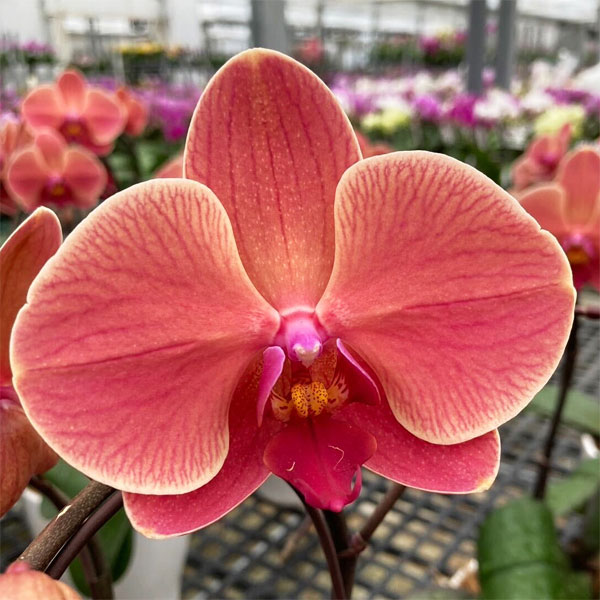 園芸ネット本店｜ファレノプシス：アンティークラブ2本立ち4号陶器