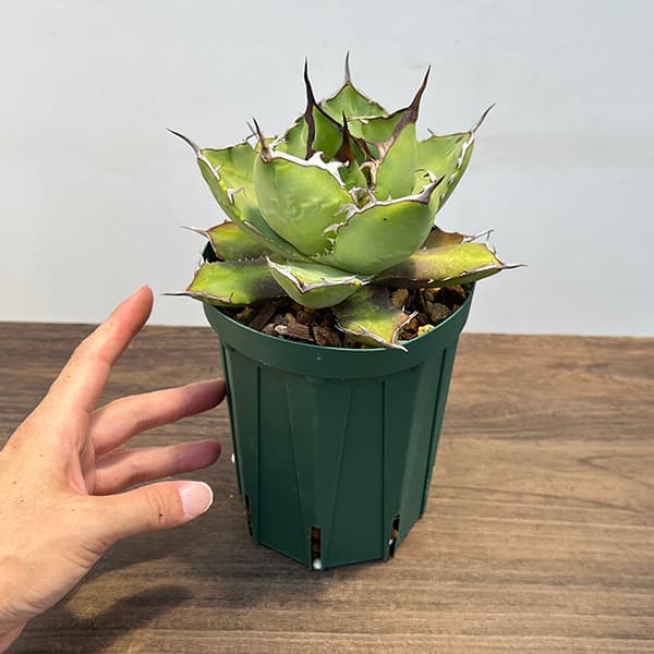 園芸ネット本店｜（わけあり特価）アガベ：チタノタ4号鉢植え（23-12