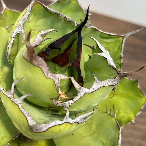 園芸ネット本店｜アガベ：チタノタ5号鉢植え（23-16） の通販【公式】