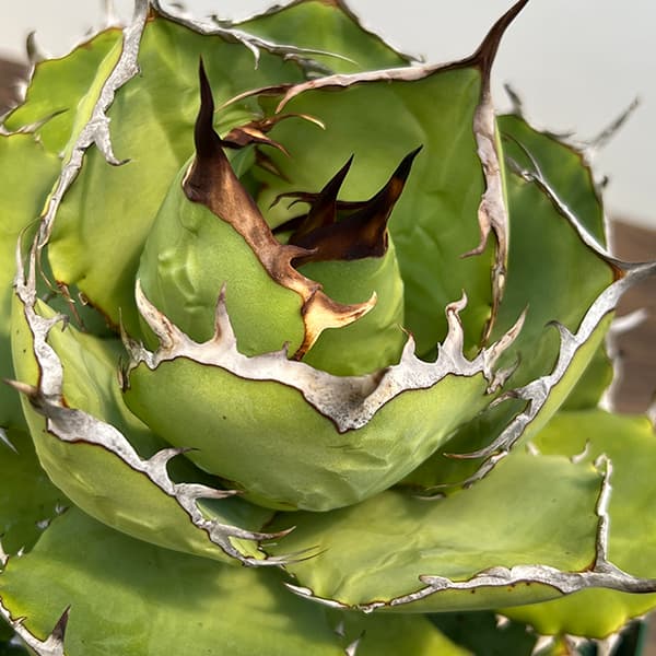 園芸ネット本店｜[送料無料]アガベ：チタノタ 6号鉢植え 23-01 の通販