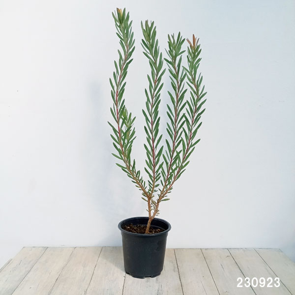 園芸ネット本店｜[ザ・ファームセレクト]リューカデンドロン：イエロー