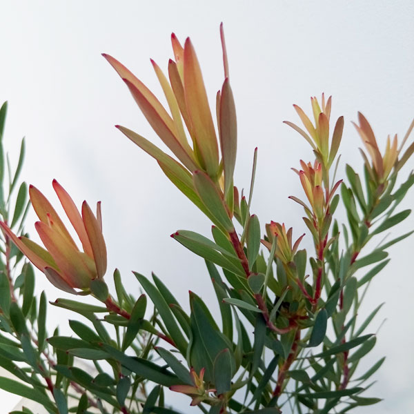 園芸ネット本店｜[ザ・ファームセレクト]リューカデンドロン：イエロー