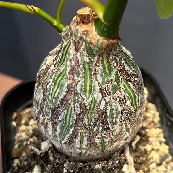 園芸ネット本店｜プセウドボンバックス：エリプチクム（実生4年株） 3