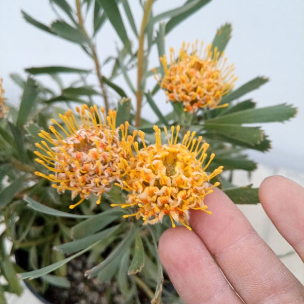 園芸ネット本店｜リューコスペルマム：カリプソゴールド 5号* の通販