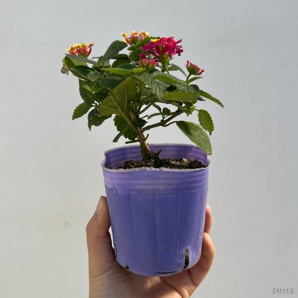 園芸ネット本店｜ランタナ：七変化3号ポット（ピンクと黄色） 4株