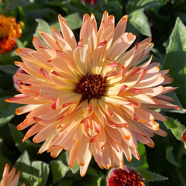 園芸ネット本店｜カレンデュラ：コーヒークリーム3.5号ポット の通販