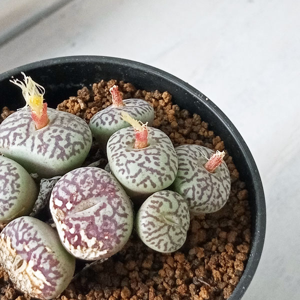 園芸ネット本店｜コノフィツム（原種系）：ミニマム