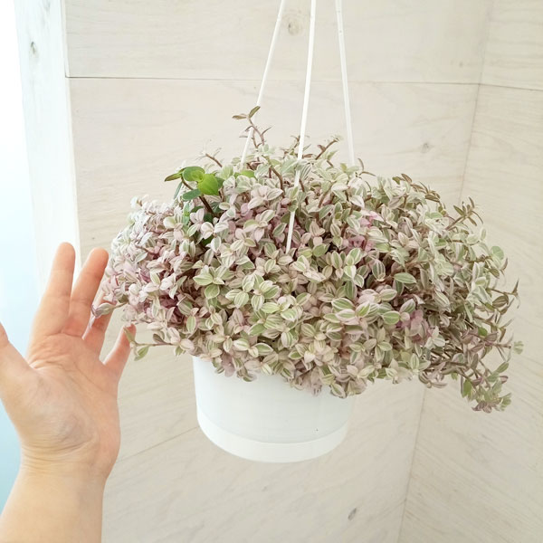 オーガスタ カリシア寄せ植え カリシアが可愛すぎる＆寄せ植えは爆発だ