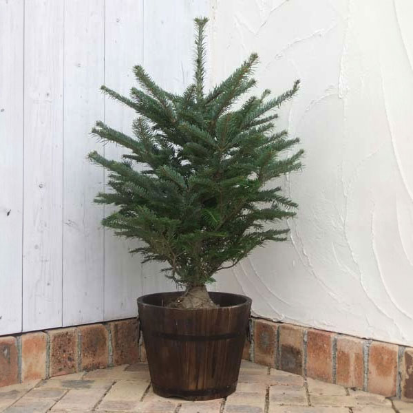 園芸ネット本店｜もみの木（モミノキ）：ウラジロモミ 樹高80～90cm