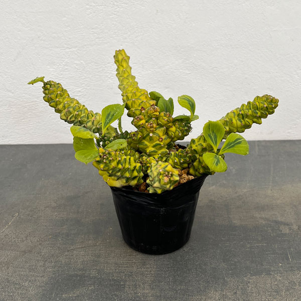 園芸ネット本店｜モナデニウム：リチェイ錦 3.5号22-06 の通販【公式】