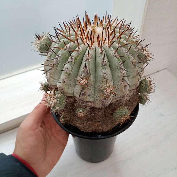 園芸ネット本店｜[ザ・ファームセレクト][送料無料]コピアポア：黒王丸