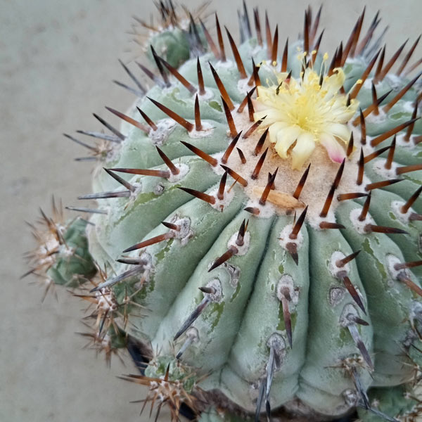 園芸ネット本店｜[ザ・ファームセレクト][送料無料]コピアポア：黒王丸