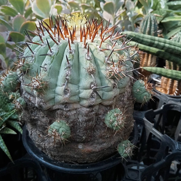 園芸ネット本店｜[ザ・ファームセレクト][送料無料]コピアポア：黒王丸