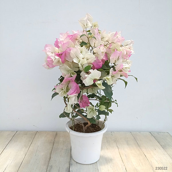 園芸ネット本店｜ブーゲンビリア：クリスタルピンク 5号鉢植え の通販