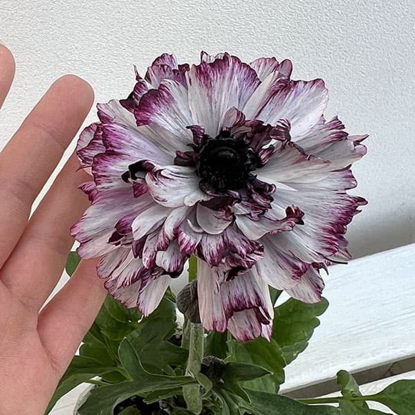 園芸ネット本店｜ラナンキュラス：イカロス（パープル系）3.5号ポット