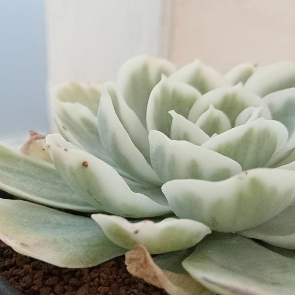 園芸ネット本店｜エケベリア：レモンローズ錦 3号鉢植え の通販【公式】