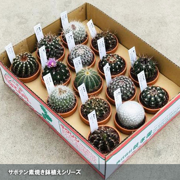 園芸ネット本店｜サボテン 3号素焼き鉢植え アソート2種セット の通販