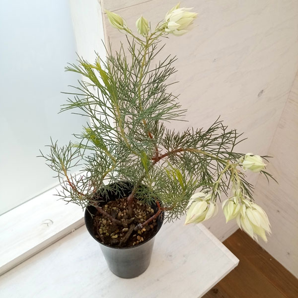 園芸ネット本店｜セルリア（ジョーイセルリア）：ブラッシングブライド