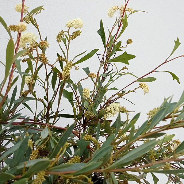 園芸ネット本店｜グレビレア：シナフェア4号ポット の通販【公式】