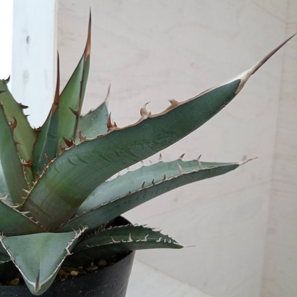 園芸ネット本店｜アガベ：オテロイ（もしくはピーコキー） 5号23-01 の