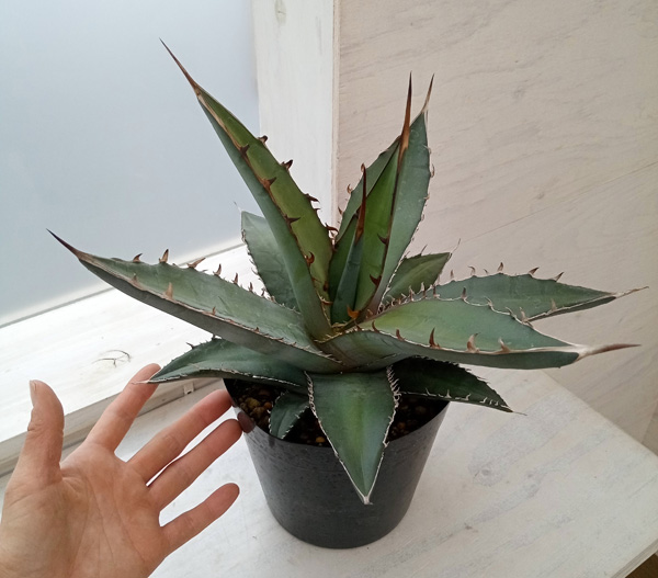 園芸ネット本店｜アガベ：オテロイ（もしくはピーコキー） 5号23-01 の