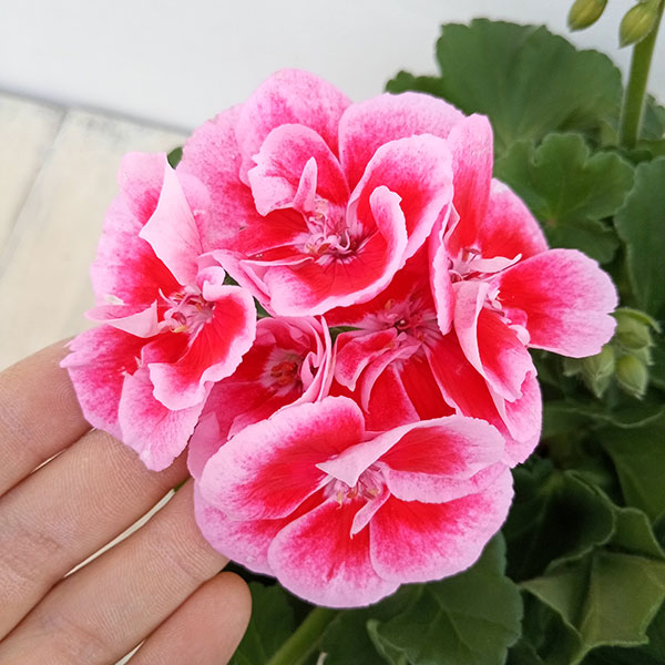 園芸ネット本店｜ゼラニウム：クオリティ フラワーフェアリーピンク5号