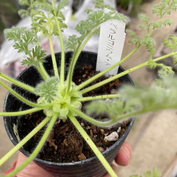 園芸ネット本店｜ペラルゴニウム：アッペンディクラツム 3号鉢植え の