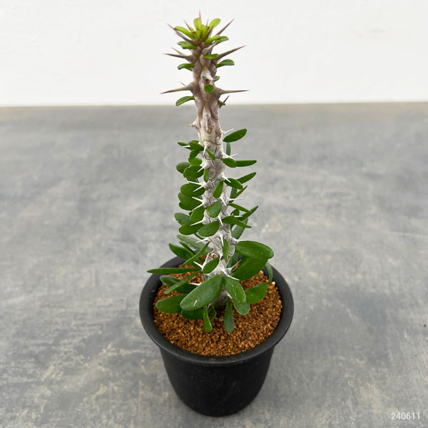 園芸ネット本店｜アローディア：プロセラ 亜竜木 3号鉢 の通販【公式】