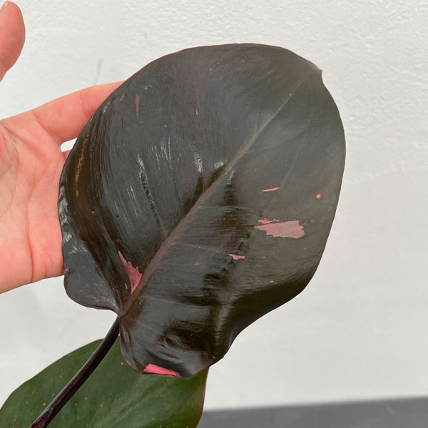 園芸ネット本店｜フィロデンドロン：ピンクプリンセス 4号ねこチップ